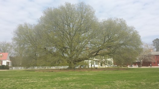 WilliamsburgTree