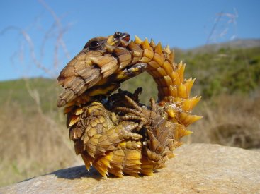 Armadillo Lizard